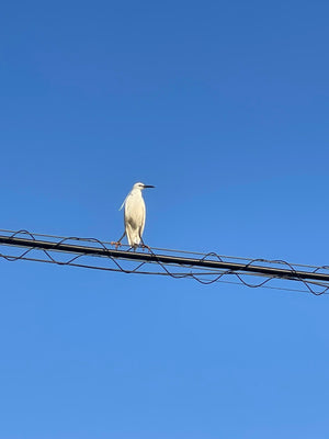 muniraが撮影した青空と電線にとまる鳥